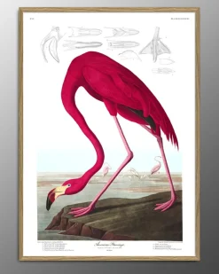 American Flamingo. Print #6500