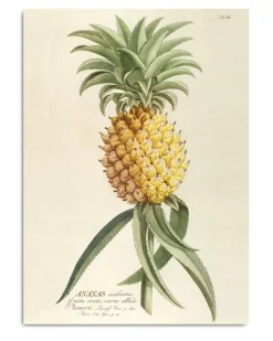 Ananas. Plant Poster #3700