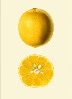 Lemon open & closed #5818