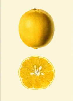 Lemon open & closed #5818