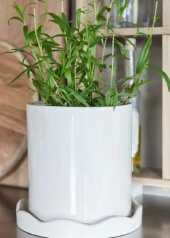 Nami Pot With Saucer